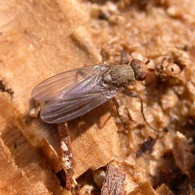 www.diptera.info/forim/5-1035-1.jpg
