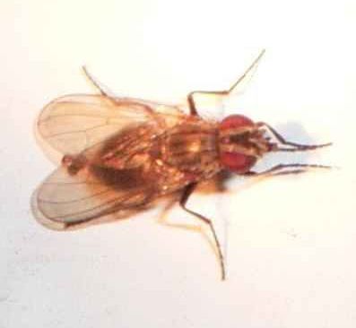 www.diptera.info/forim/5-1060-2.jpg