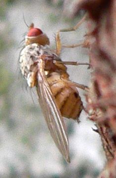 www.diptera.info/forim/5-1085-1.jpg