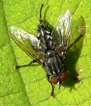 www.diptera.info/forim/5-1088-1.jpg