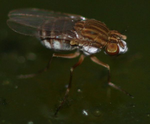 www.diptera.info/forim/5-1096-1.jpg