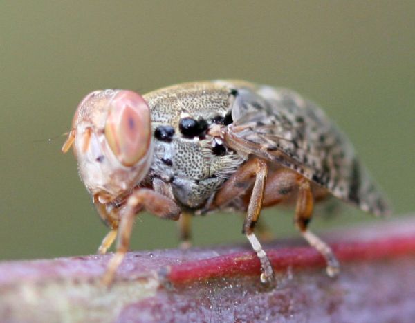 www.diptera.info/forim/5-1097-1.jpg