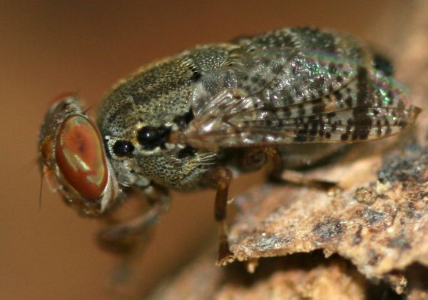 www.diptera.info/forim/5-1097-2.jpg