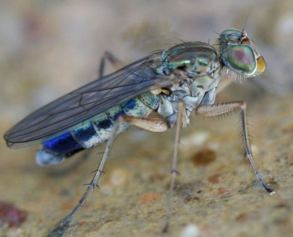 www.diptera.info/forim/5-1098-1.jpg