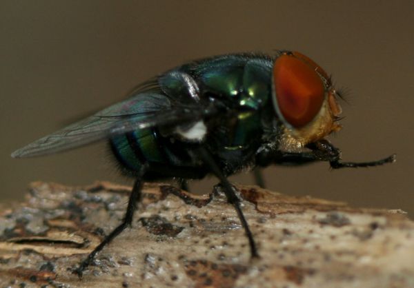 www.diptera.info/forim/5-1125-1.jpg