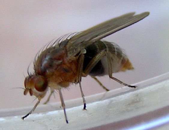 www.diptera.info/forim/5-1128-1.jpg