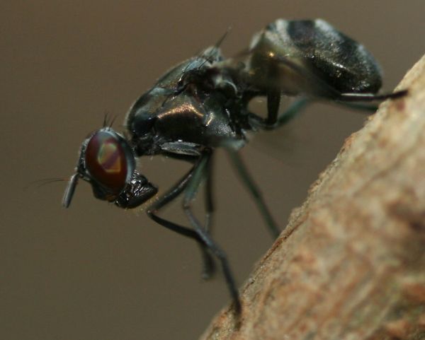 www.diptera.info/forim/5-1137-2.jpg