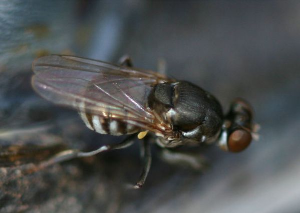 www.diptera.info/forim/5-1161-2.jpg