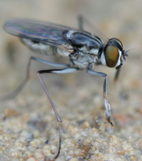 www.diptera.info/forim/5-1164-1.jpg