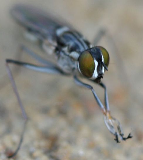 www.diptera.info/forim/5-1164-2.jpg