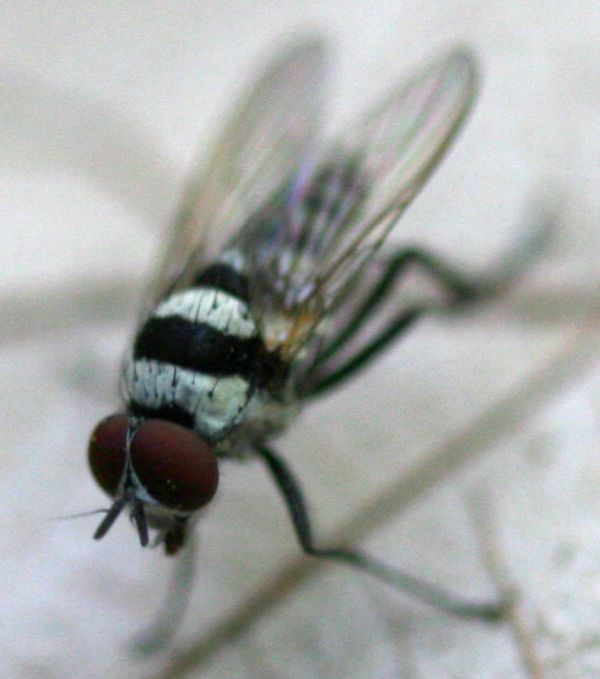 www.diptera.info/forim/5-1207-2.jpg