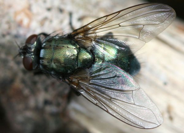 www.diptera.info/forim/5-1286-2.jpg