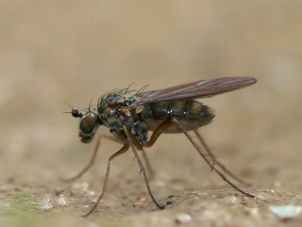 www.diptera.info/forim/5-1300-1.jpg