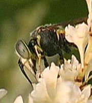 www.diptera.info/forim/6-0791-5.jpg