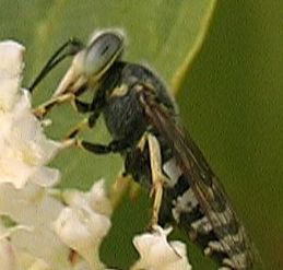 www.diptera.info/forim/6-0791-6.jpg