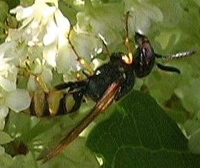 www.diptera.info/forim/6-0792-2.jpg