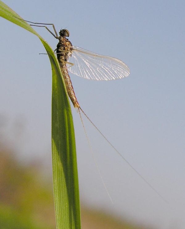 www.diptera.info/forim/6-1025-1.jpg