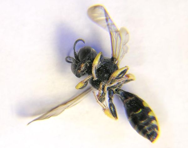 www.diptera.info/forim/6-1184-3.jpg