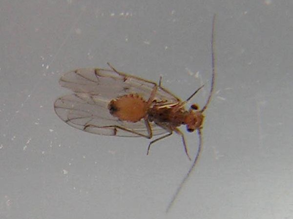 www.diptera.info/forim/6-1233-1.jpg
