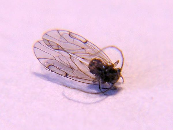 www.diptera.info/forim/6-1233-2.jpg