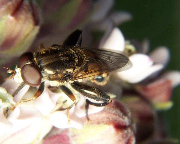 www.diptera.info/forim/7-0146-1.jpg