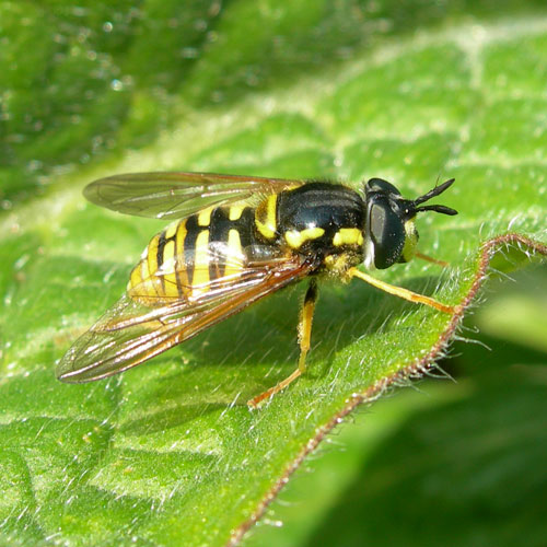 www.diptera.info/forim/7-0370-1.jpg