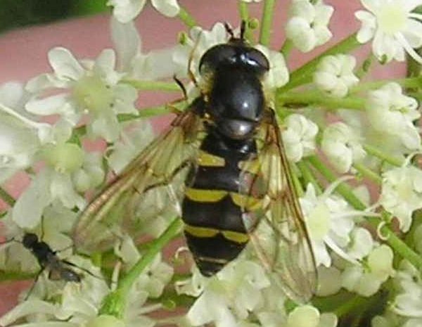 www.diptera.info/forim/7-0599-2.jpg