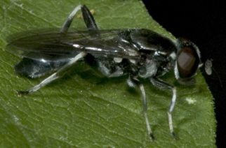 www.diptera.info/forim/7-0602-1.jpg