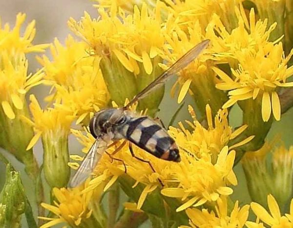 www.diptera.info/forim/7-0634-1.jpg