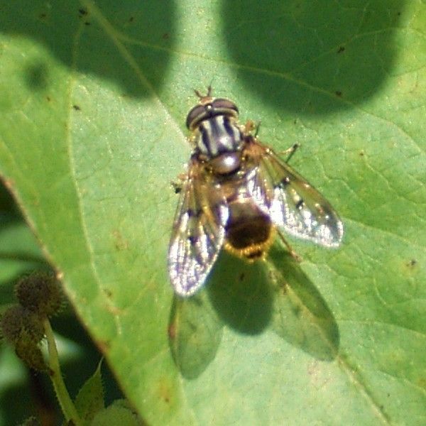 www.diptera.info/forim/7-0645-1.jpg