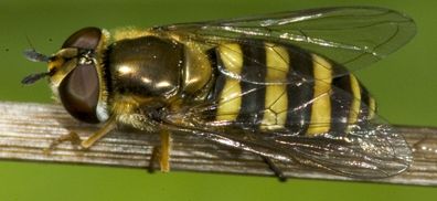 www.diptera.info/forim/7-0760-1.jpg