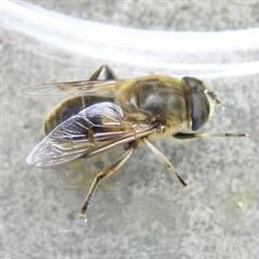 www.diptera.info/forim/7-0887-1.jpg