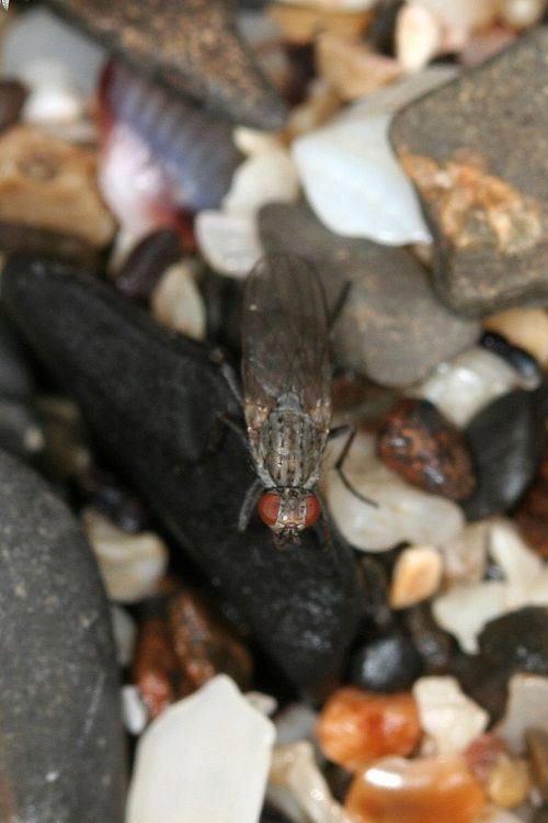 www.diptera.info/forim/IMG048e.jpg