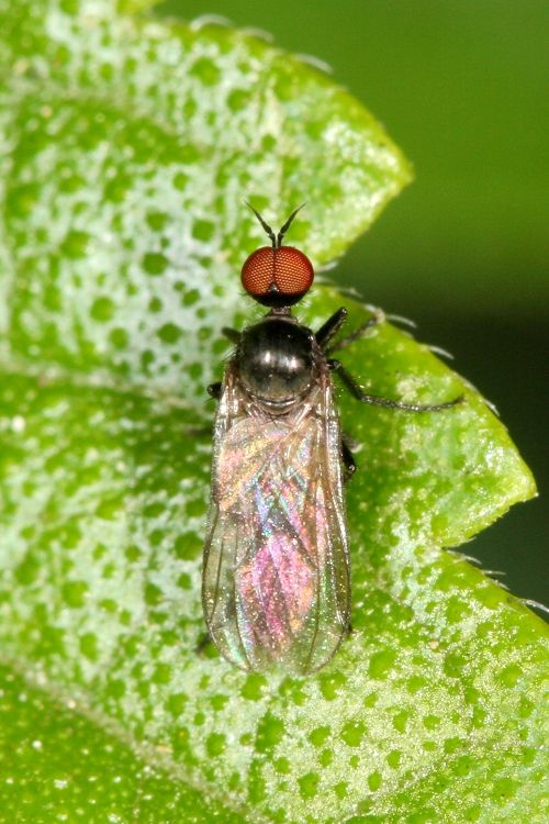 www.diptera.info/forim/IMG050e.jpg