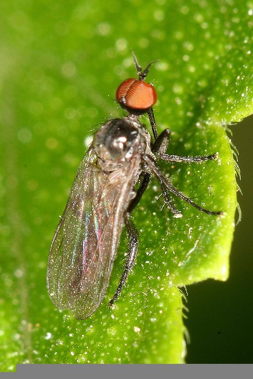 www.diptera.info/forim/IMG051e.jpg