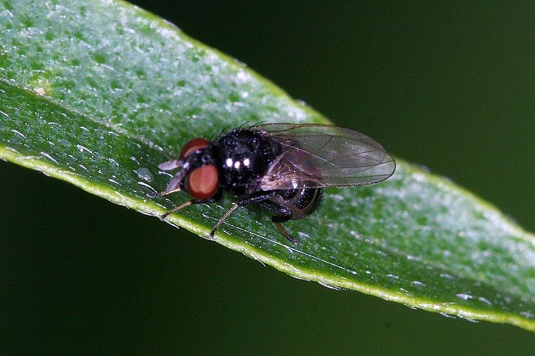 www.diptera.info/forim/IMG056e.jpg