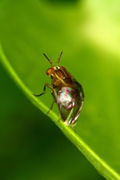 www.diptera.info/forim/IMG108e.jpg