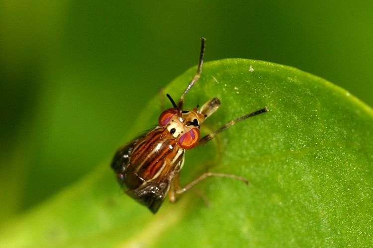 www.diptera.info/forim/IMG110e.jpg