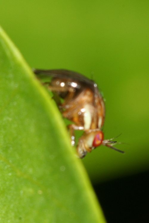 www.diptera.info/forim/IMG111e.jpg