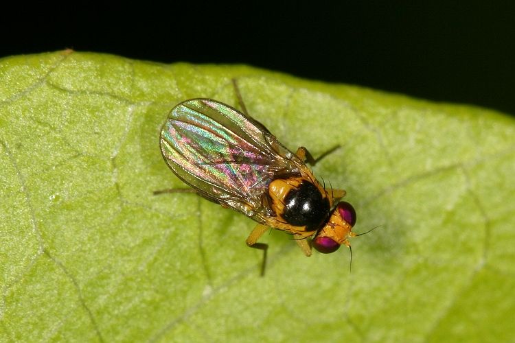 www.diptera.info/forim/IMG112e.jpg