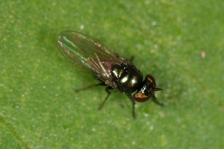 www.diptera.info/forim/IMG121e.jpg