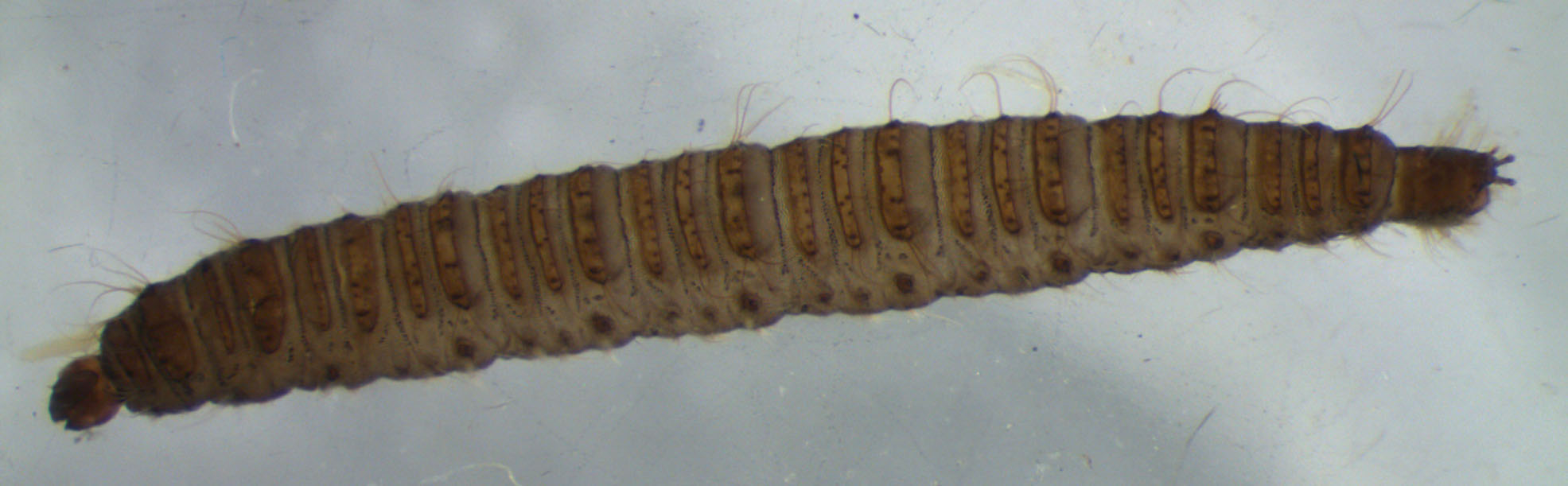 Aquatic Diptera Larvae