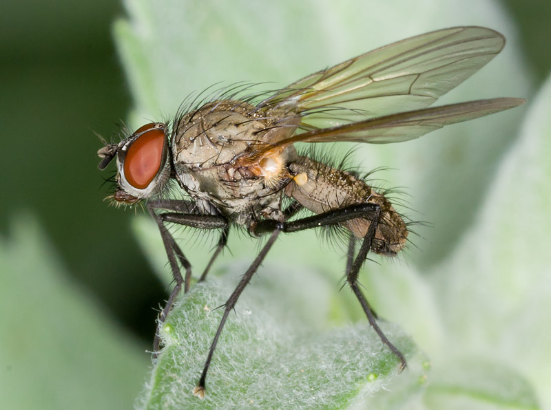 Anthomyiidae Alchetron, The Free Social Encyclopedia