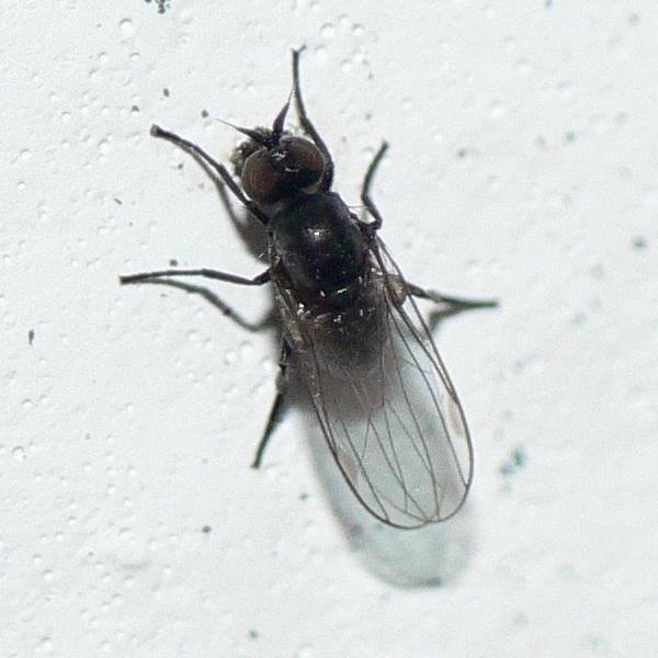 Very Small Flies In Kitchen Very Small Flies In Kitchen