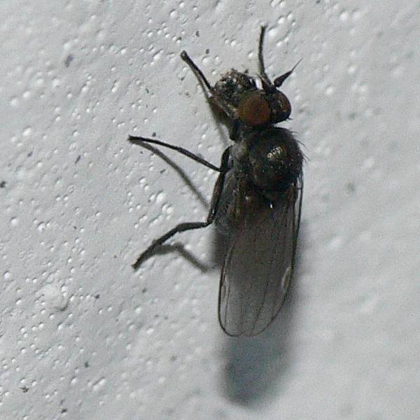 diptera discussion forum tiny black flies with conspicious, small black flies in house australia, small black flies in house florida, small black flies in house that bite