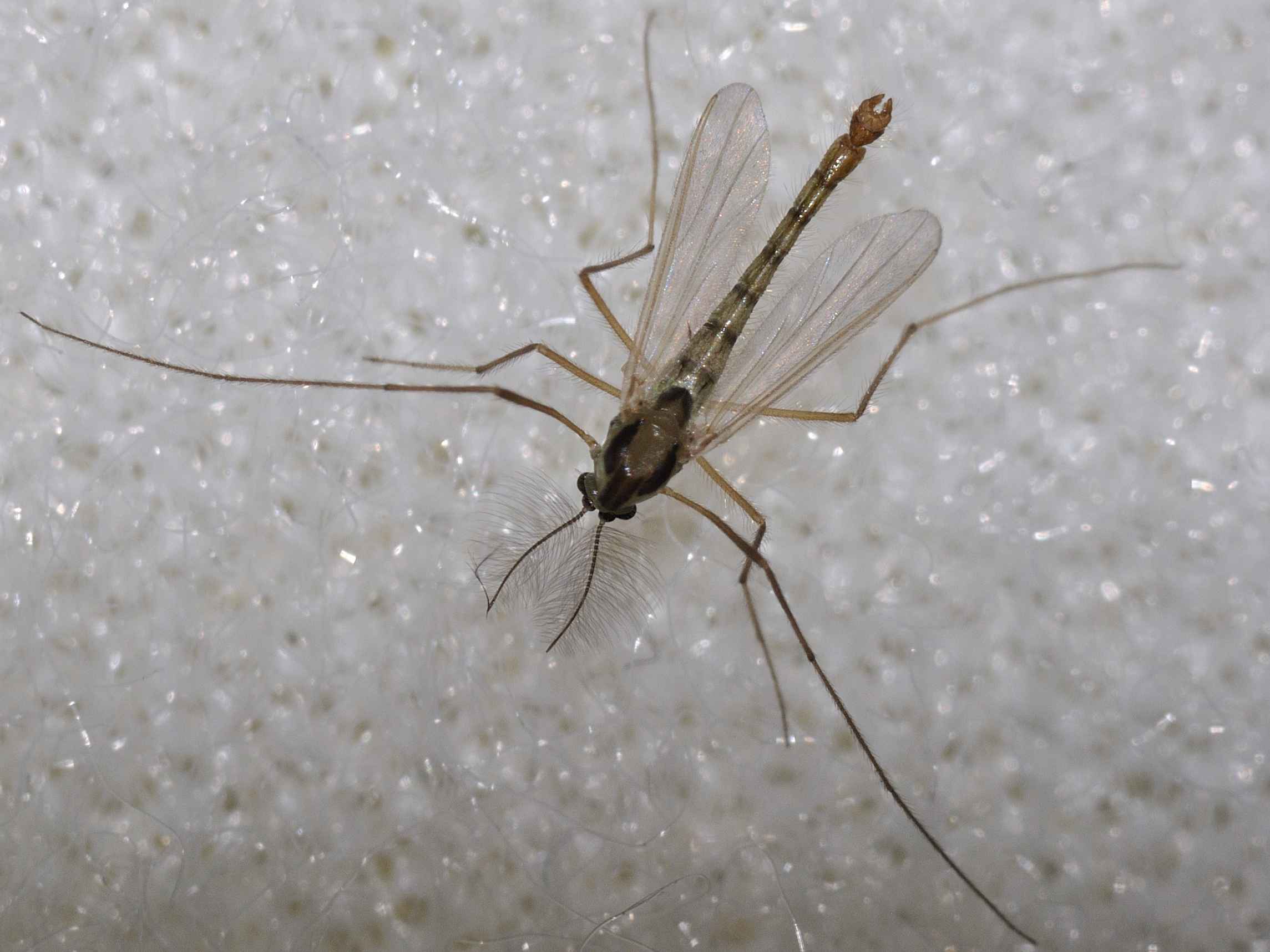 Diptera.info Discussion Forum Chironomidae ID 20.11.2010