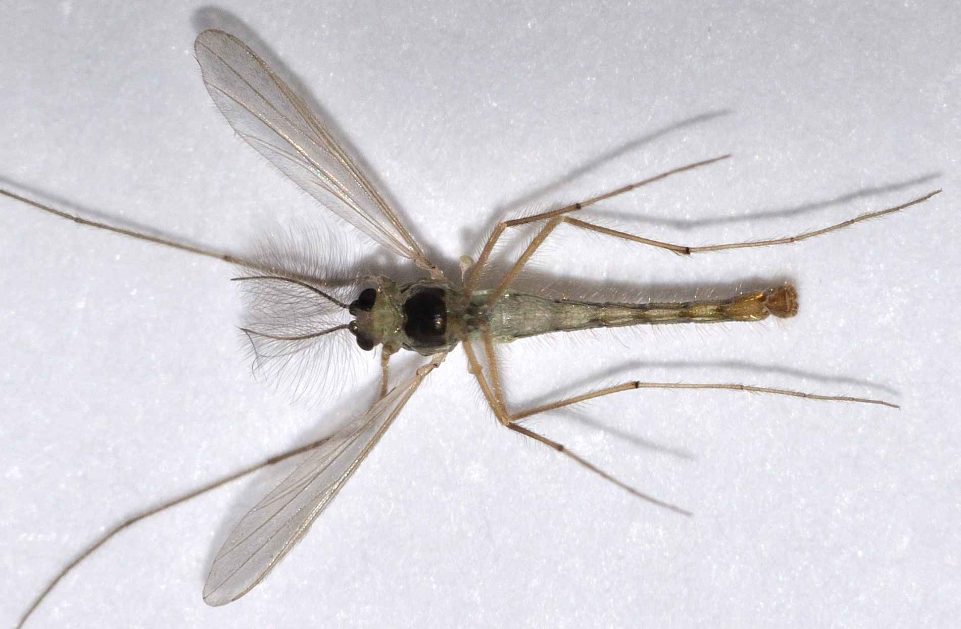 Diptera.info Discussion Forum Chironomidae ID 20.11.2010