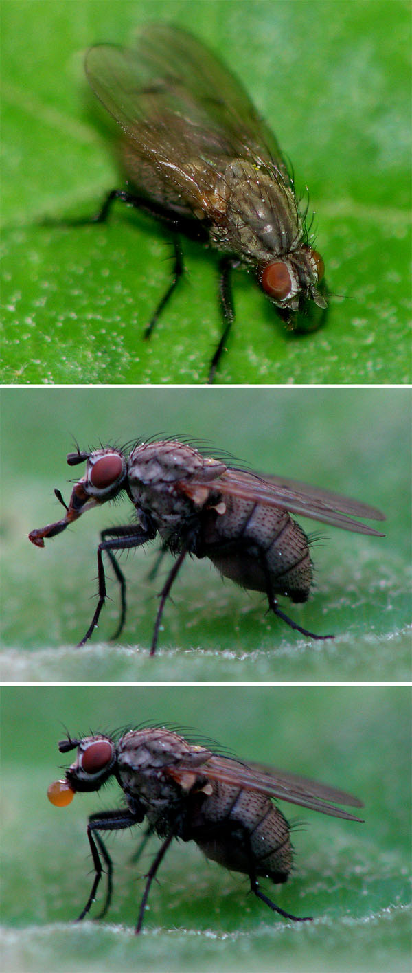 www.diptera.info/forum/attachments/coeno.jpg