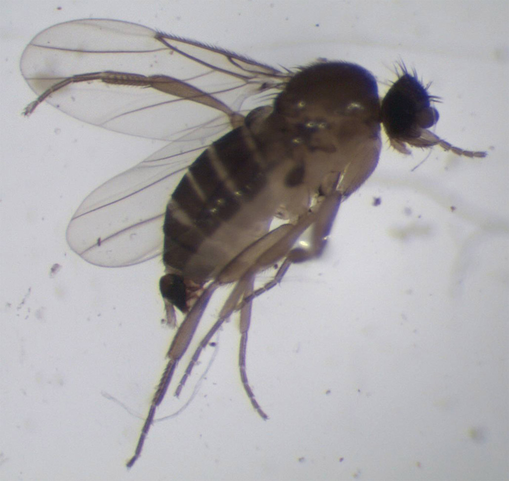 Scuttle Fly