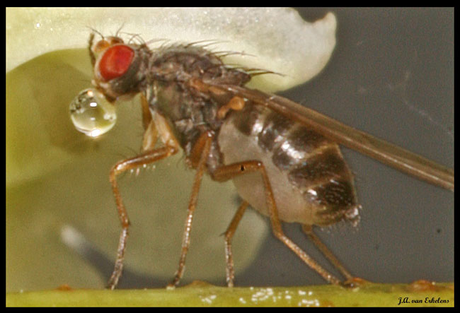 www.diptera.info/forum/attachments/dros.jpg